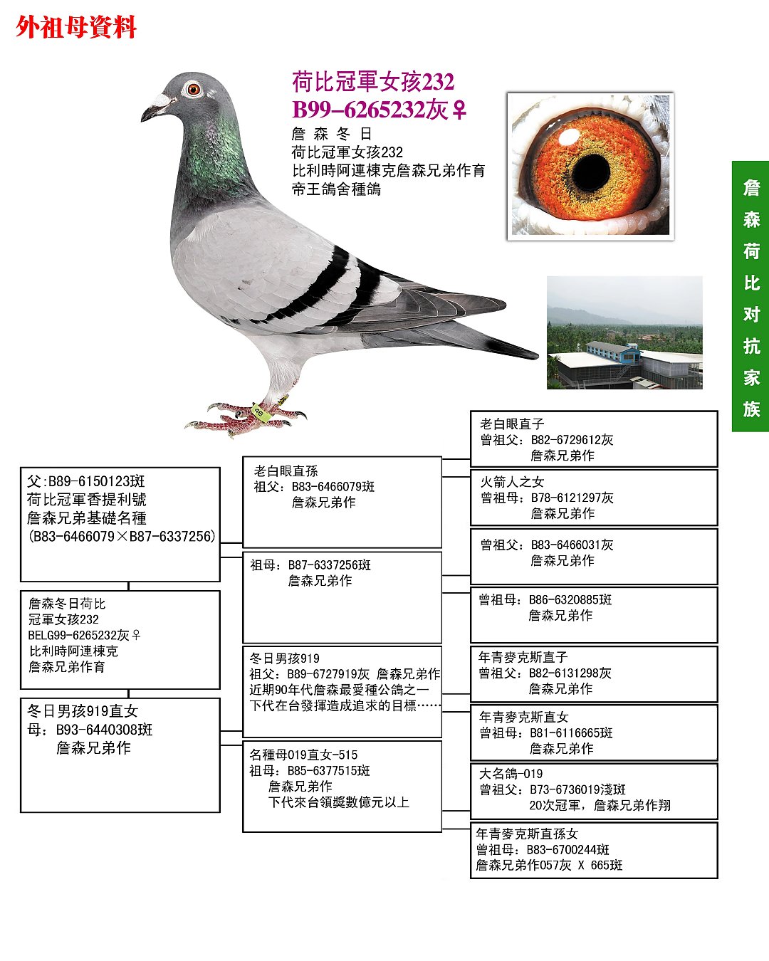 最新台鸽网一口价专区，现代赛鸽交易新领域的探索