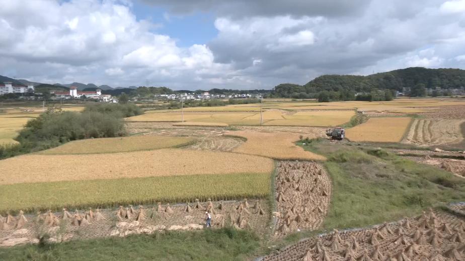 新院村委会发展规划揭秘，塑造乡村未来蓝图