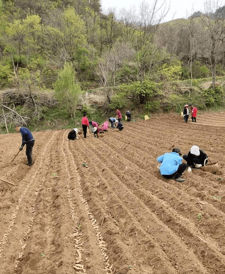 芦山县农业农村局新项目推动农业现代化，乡村振兴再添动力